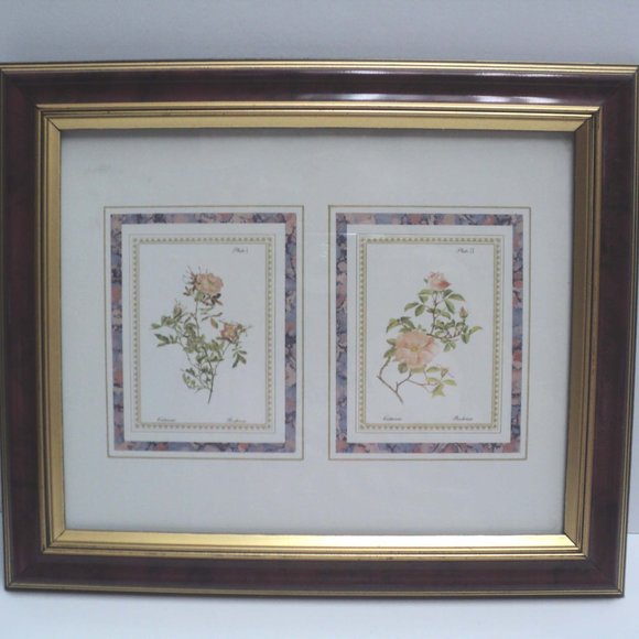 Art Resources Int'l Botanical Floral Picture Cistaceae & Rockrose Framed 10 x 12 - Picture 1 of 3